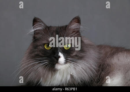 Close up portrait of gray domestic cat Stock Photo