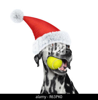 Christmas dalmatian dog with a ball. Isolated on white Stock Photo