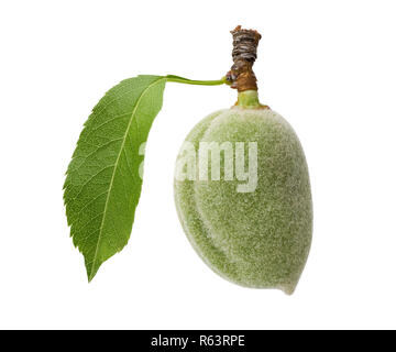Fresh green almond with a single leaf isolated on white background. Macro, studio shot. Stock Photo