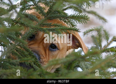Close-up portrait of brown three months old Ca de Bou (Mallorquin Mastiff) female puppy dog Stock Photo