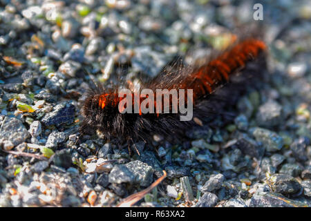 Arctia caja is a moth caterpillar from the female subfamily of the family Erebidae. Stock Photo