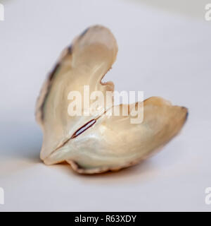 Open double clam shell still held together on white background Stock Photo