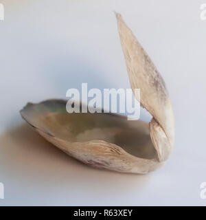 Open double clam shell still held together on white background Stock Photo