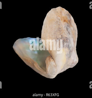 Open double clam shell still held together on white background Stock Photo