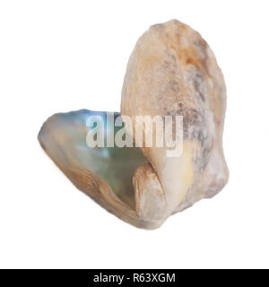 Open double clam shell still held together on white background Stock Photo