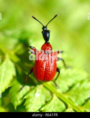 Hazel Leaf-roller - beetle or weevil Apoderus coryli. Looks strange with it's extended head Stock Photo