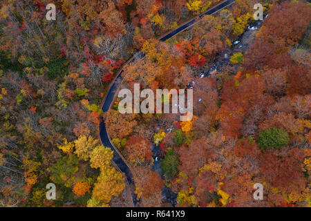 Beautiful road in autumn forest. Aerial landscape of fall season, top view of car on forest road by a river by drone.