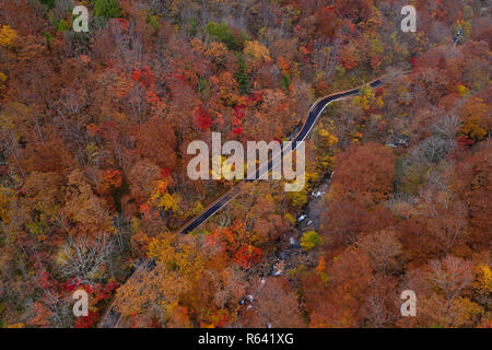 Beautiful road in autumn forest. Aerial landscape of fall season, top view of car on forest road by a river by drone.