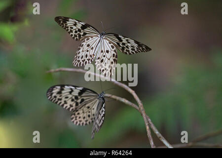 Sri Lanka Tree Nymph (Idea iasonia) Stock Photo