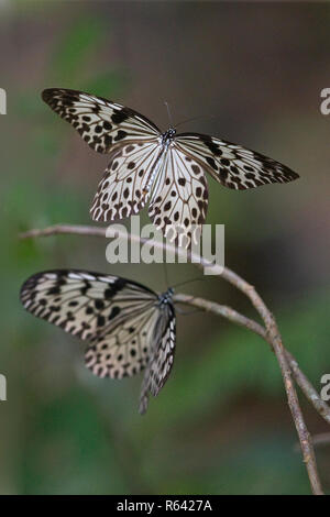 Sri Lanka Tree Nymph (Idea iasonia) Stock Photo