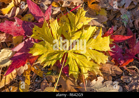 Bright yellowleaf of a Norwegian maple on top of various other leaves on the ground in autumn Stock Photo