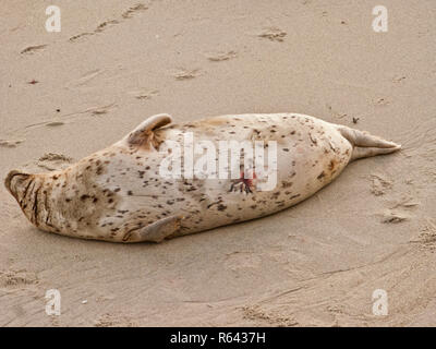 Seal on the Beach in La Jolla Cove in San Diego Stock Image - Image of diego,  seals: 176121839