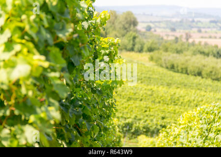 winegrowing scenery in hohenlohe Stock Photo