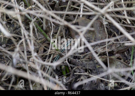 Grass snake (Natrix natrix) hidden in weeds and bramble Stock Photo