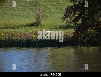 Great egret (Ardea alba) strutting along a shoreline Stock Photo