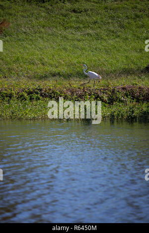 Great egret (Ardea alba) strutting along a shoreline Stock Photo