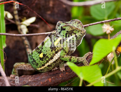 A common and widespread member of the Chameleon family the Flap-necked ...