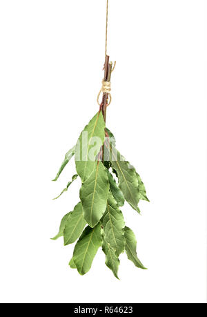 Bay laurel leaves hanging isolated on white background. Fresh organic herbs Stock Photo