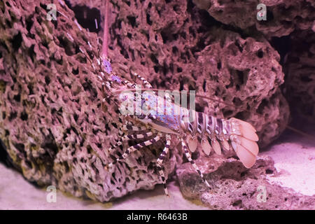 closeup of a tropical ornate spiny rock lobster walking over a stone under the water Stock Photo