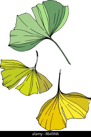 Vector. Ginkgo leaf. Plant botanical garden. Isolated ginkgo illustration element on white background. Stock Vector