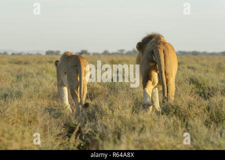 Lion (Panthera leo) pair walking together on savanna, prior to mating, seen from behind, Ngorongoro conservation area, Tanzania. Stock Photo