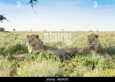 Two male lion (Panthera leo) brothers lying down together on savanna, under a tree, Ngorongoro conservation area, Tanzania. Stock Photo