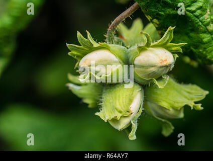 A macro shot of a cluster of hazelnuts developing on a twisted hazel tree. Stock Photo