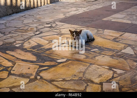 Colorful Cat Relaxing and Sleeping on Paved Stone Street Stock Photo
