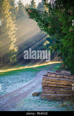 beautiful autumn ray of sunshine passes through the black forest, germany Stock Photo