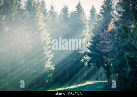 beautiful autumn ray of sunshine passes through the black forest, germany Stock Photo