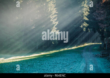 beautiful autumn ray of sunshine passes through the black forest, germany Stock Photo