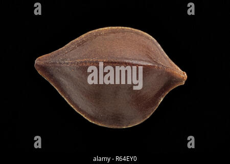 Rumex crispus, Curled dock, Krause Ampfer, seed, close up, seed size 1.5-2.5 mm Stock Photo