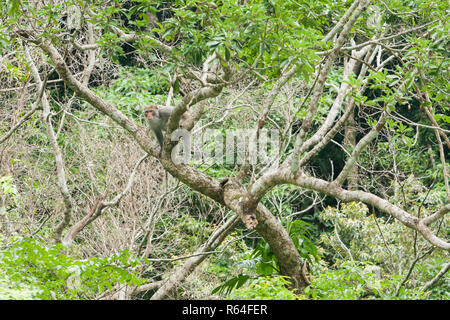 Formosan rock macaque (Macaca cyclopis), a.k.a. Formosan rock monkey, or Taiwanese macaque, Taroko National Park, Hualien, Taiwan. Endemic to Taiwan Stock Photo