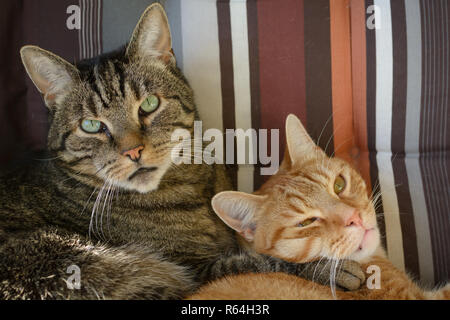 Two cats lie cuddling on a balcony chair Stock Photo