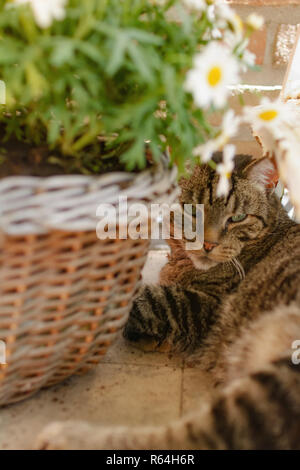 A gray tabby is lying on a balcony next to a flowerpot Stock Photo