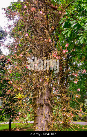 Kanonenkugelbaum mit schöner Blüte an dem Stamm Stock Photo