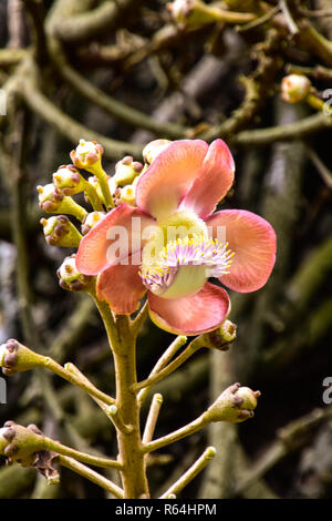 Kanonenkugelbaum mit schöner Blüte an dem Stamm Stock Photo