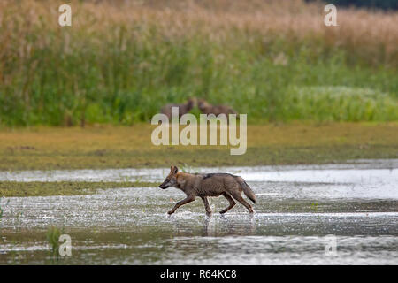 European gray wolf / wild grey wolves (Canis lupus) running through shallow water of pond, Saxony / Sachsen, Germany Stock Photo