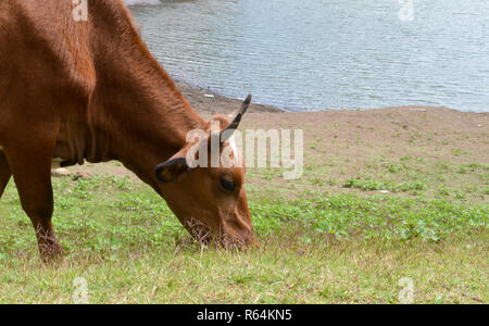 Close up of cow grazing in park or field in Kashmir, India. A lake in the background can also be seen. Stock Photo