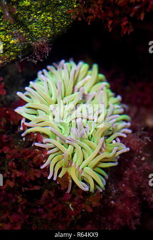 Beadlet anemone (Actinia equina) in rock pool, sea anemone found on rocky shores from Western Europe and the Mediterranean Sea to South Africa Stock Photo