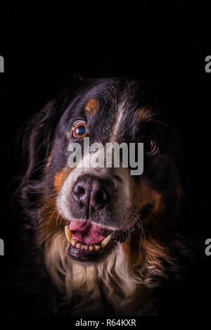 Vertical photo with portrait of adult female Bernese Mountain Dog. Dog has open smiling mouth with big pink tongue. Fur has white, orange and black co Stock Photo