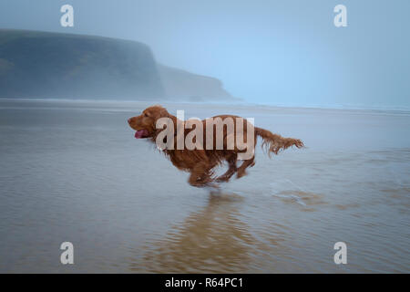 A cocker spaniel running freely on the beach. Cornwall, Mawgan Porth, Stock Photo