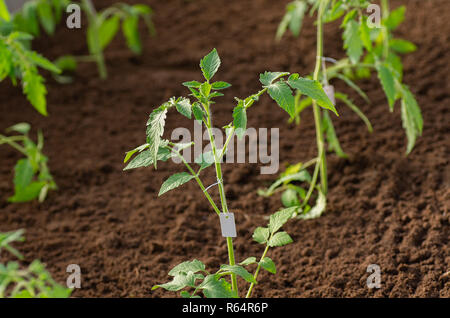 Tomato saplings in the greenhouse in the spring. Tomato seedlings grown for the garden. Stock Photo