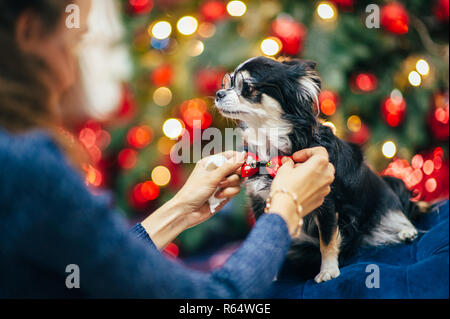 woman owner fixing bowtie on funny little dog wearing round glasses in christmas decor Stock Photo