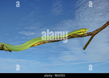 two male rough grass snakes (opheodrys aestivus) on branch in front of sky Stock Photo