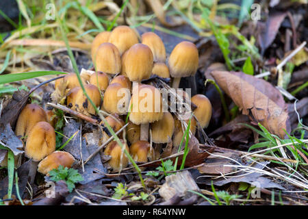 Fungi yellow orange in landscape format pale deep domed caps in large tight group and various heights growing on woodland clearings among old leaves. Stock Photo