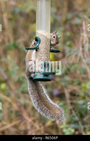 Grey squirrel (Sciurus carolinensis) feeding on sunflower seeds from a bird feeder in the Warham wildlife reserve Horsham UK using acrobatic skills. Stock Photo