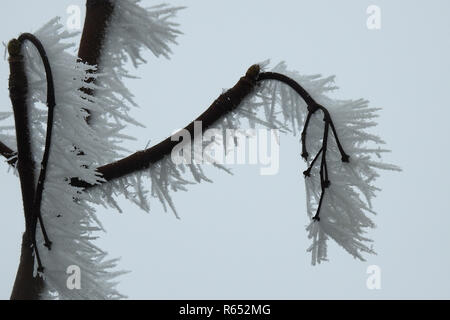 Hoarfrost on the branches of a tree formed in icy and windy weather Stock Photo
