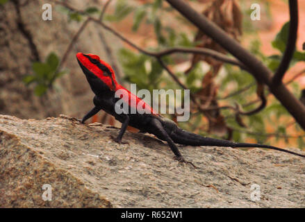 Red And Black Garden Lizard Of India Stock Photo Alamy