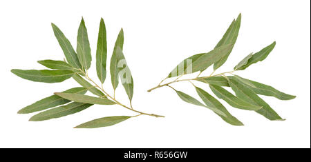 Two olive branches without fruit isolated on white background. Stock Photo